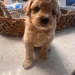 Milo - Drk Blue - male Cavapoochon puppy in Fairmont, West Virginia from Robin Nelson