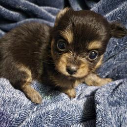 Java - Black and tan female Chihuahua puppy in Williamsburg, Virginia from Chloe & Friends