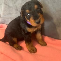 Molly - Black and tan female Airedale Terrier puppy in Huntersville, North Carolina from Cool Hand Luke Kennels