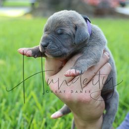 Amethyst - Blue brindle female Great Dane puppy in Denison, Texas from Hundeity Great Danes