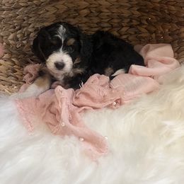 Bernedoodle Puppies from Timber Trail Bernedoodles RI