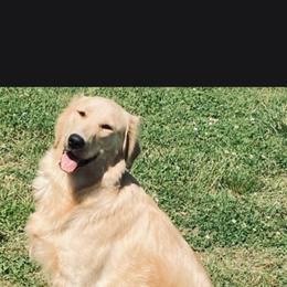 Francis - Golden Retriever
