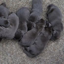Joy - Chocolate female Labrador Retriever puppy in Camden, Indiana from Camden's Caring Canines