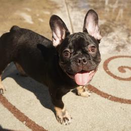 T-Bone - Black and tan male French Bulldog puppy in Washington from Pawcific Coast Bullies