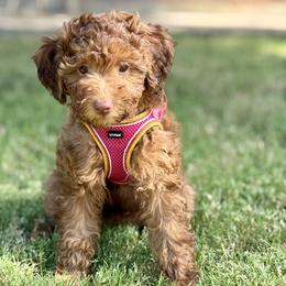 Halo ( Inspired by the Halo Ring Setting) Red with brown and tan undertones - Red  female Goldendoodle puppy in Forney, Texas from Diamond Doodle Pups and Poodles