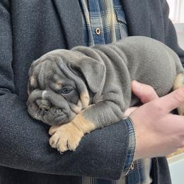Mello - Blue tri-color male Bulldog puppy in Lewisberry, Pennsylvania from Salted Rim Corgis