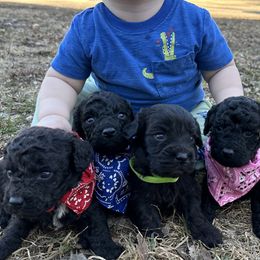 Aussiedoodles, Cockapoos, Goldendoodles, and Havapoos from Hofer Pups