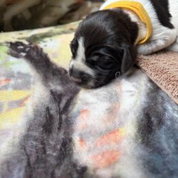 Girl 13 - Liver and white female German Wirehaired Pointer puppy in Thomasville, North Carolina from Cypress Ridge GWP