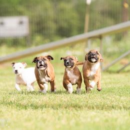 Staffordshire Bull Terrier Puppies from Vivace Staffords