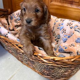 Rocky - Red  male Goldendoodle puppy in Conklin, Michigan from Lake Michigan Couture Cavapoos & Cockapoos