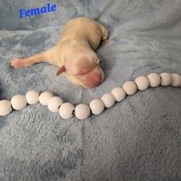 Girl 2 - female Havanese puppy in Trinity, Alabama from Tooties Cuties Havanese