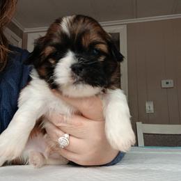 Wimble - Gold and white male Shih Tzu puppy in Brodnax, Virginia from Kbsshihtzus