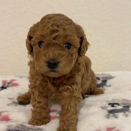 Delilah - Red  female Poodle puppy in Bedford, Texas from S.H.A.R.P.’s Toy Poodles