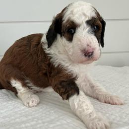 Faith - Tri-color female Bernedoodle puppy in Garrettsville, Ohio from Sunset Family Farm