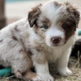 Miniature American Shepherd puppies from Outlaw Minis