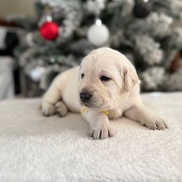 Yellow collar - Yellow female Labrador Retriever puppy in Buckeye, Arizona from Wranglin Farms