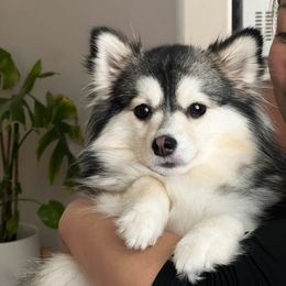 Rue - Pomsky