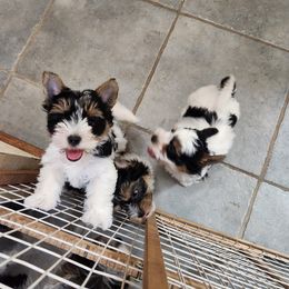 Biewer Terrier Puppies from Bibeau's Biewer Terriers