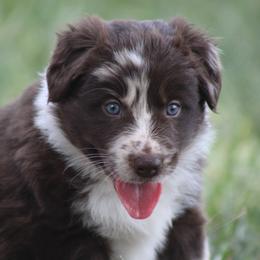 Alfie - Atypical merle male Border Collie puppy in Tylertown, Mississippi from Cool Meadow Farms