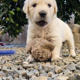 Maverick Boy -  3rd Pick - Light golden male Golden Retriever puppy in Citrus Heights, California from NorCalGoldens