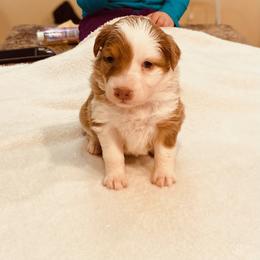 Red Merle Girl - Australian Shepherd puppy in Luverne, Minnesota from BL Black Family Australian Shepherds