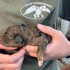 Brown merle girl - Brown female Pyredoodle puppy in Prescott, Washington from Washington Pyredoodles