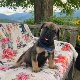Dark Exceptional Solid Male - Brown male Boerboel puppy in Mansfield, Texas from Dynasty Blue Ridge Boerboel