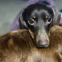 Dachshunds from Rose’s Dachshunds