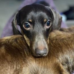 Dachshunds from Rose’s Dachshunds