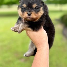 Wilma - Black and tan female Pomeranian puppy in Willis, Texas from Treasured Jewels Pomeranians