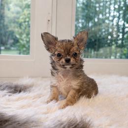 Ollie 5000 - Chocolate sabled fawn male Chihuahua puppy in Miami, Florida from Natalias Tiny Puppies