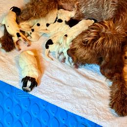 Mac - Chestnut and gray male Wirehaired Pointing Griffon puppy in Shelbyville, Texas from AndersonK9Kennels Bayou Beards