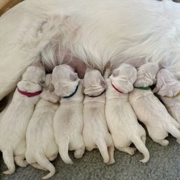 Golden Retriever puppies from Gildea Goldens
