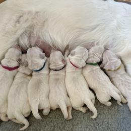 Golden Retriever puppies from Gildea Goldens