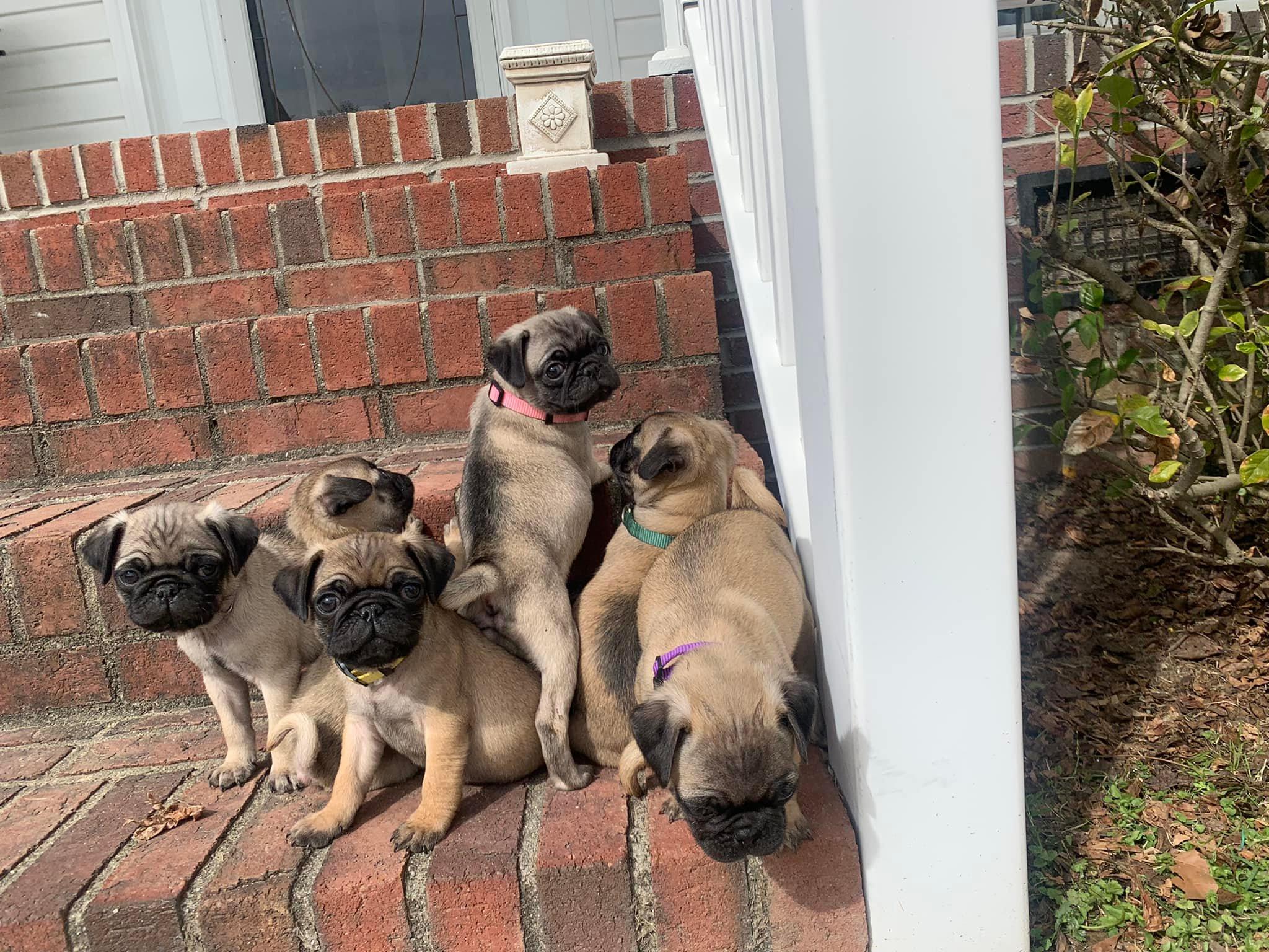 Hudson Pugs in North Carolina Pug puppies Good Dog