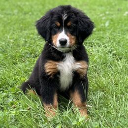 Bernese Mountain Dogs from Steinhaus Dogs