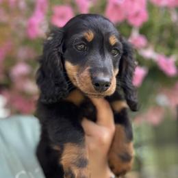 Jager 3000dollars - Black and tan male Dachshund puppy in Crystal, Michigan from Mare-bella Dachshunds