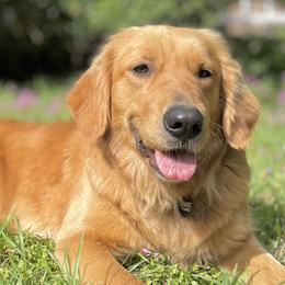 Golden Retrievers from laura's dogs :)