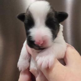 Fergus - Tri Color Male - White tan and black male Smooth Fox Terrier puppy in Lake City, Florida from Providence Kennels