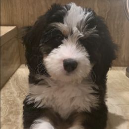 Myles - Bernedoodle