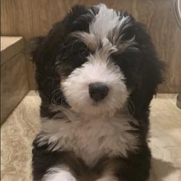 Myles - Bernedoodle