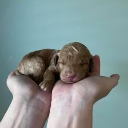 Jellybean - Red  female Goldendoodle puppy in Calera, Alabama from Red Mountain Minis