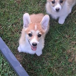 Girl 3 - Pembroke Welsh Corgi puppy in Spotsylvania, Virginia from Cobyco