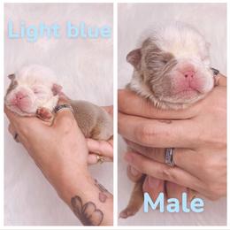 Light blue collar - Lilac tri-color male Bulldog puppy in Seattle, Washington from Authentic Bullys
