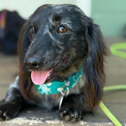 Ranger - Dachshund