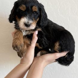 Girl 4 - Tri-color female Bernedoodle puppy in Phoenix, Arizona from Doodles of the Desert