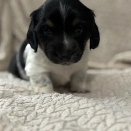Black n white male - Piebald male Dachshund puppy in Coeburn, Virginia from Southern Sweetheart Kennels