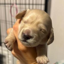 Daisy Lady longhair cream girl - Cream female Dachshund puppy in Casselberry, Florida from Amore Mini Dachshund Breeders & More