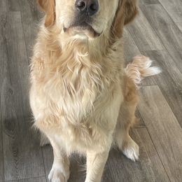 Golden Retriever All Grown Up from Sovereignty Grace Goldens