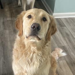 Golden Retriever All Grown Up from Sovereignty Grace Goldens
